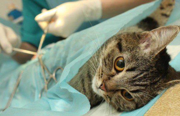 Serra lança programa para castrar e resgatar animais feridos