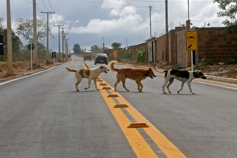 Projeto da Câmara quer tornar obrigatório socorrer animais atropelados