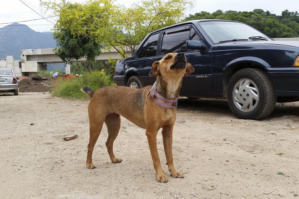 Bem-estar animal é tema de audiências no interior