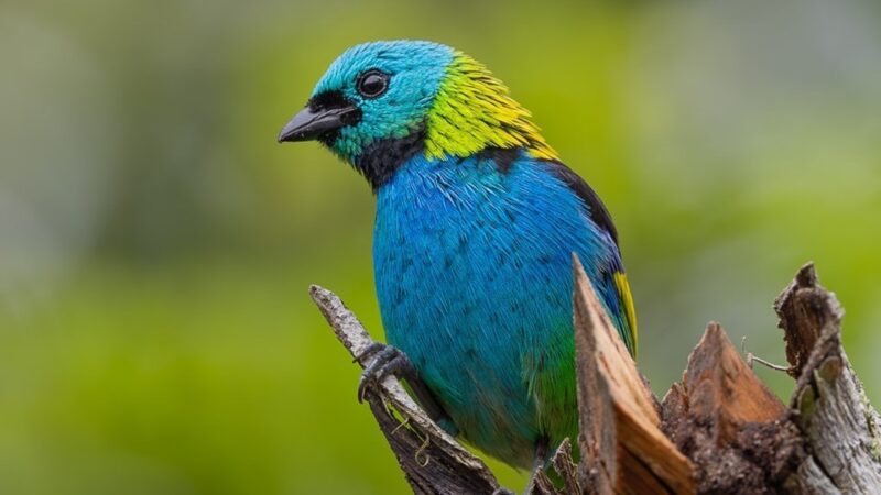 Reserva Biológica Duas Bocas promove a ciência cidadã através da atividade de ‘Observação de Aves’