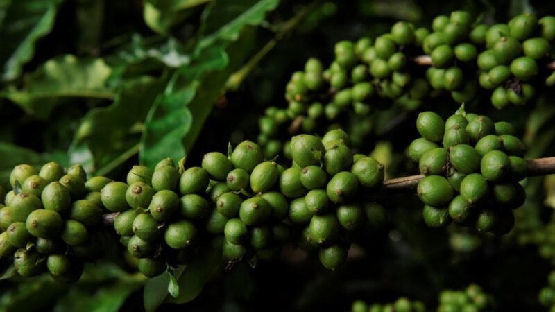 Inscrições abertas para curso gratuito sobre produção de café em Laranja da Terra