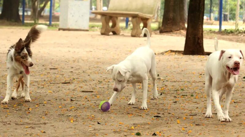 Ales debate prevenção contra ataques caninos