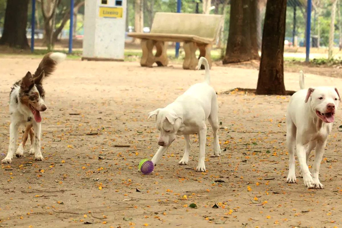 Ales debate prevenção contra ataques caninos