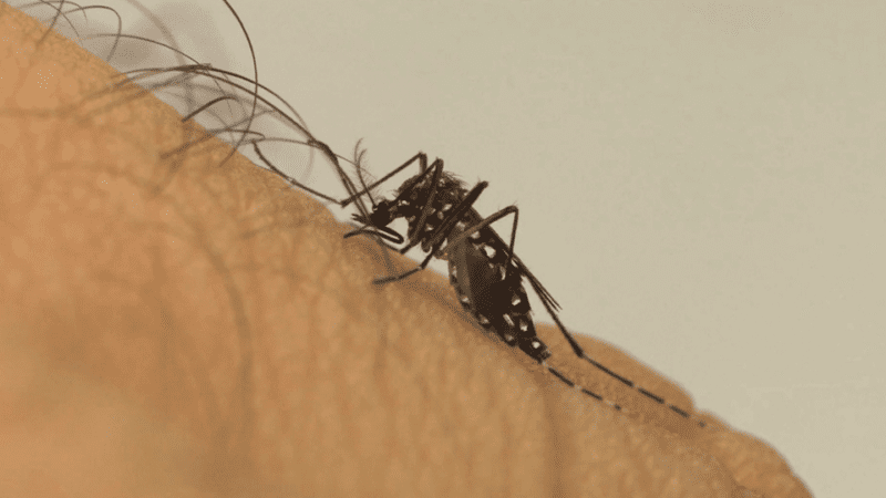 Vacina contra dengue antecipada pelo Estado para região Central-Norte de Saúde
