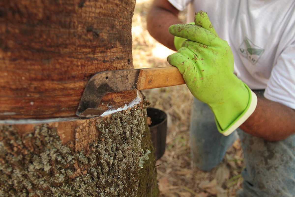Incentivo à Produção de Borracha Natural em Debate