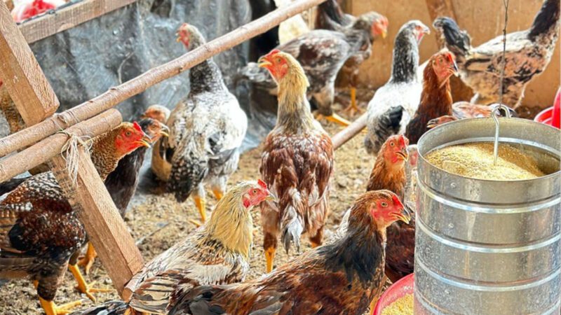 Prevenção à gripe aviária será tema de debate na Comissão de Agricultura da Ales