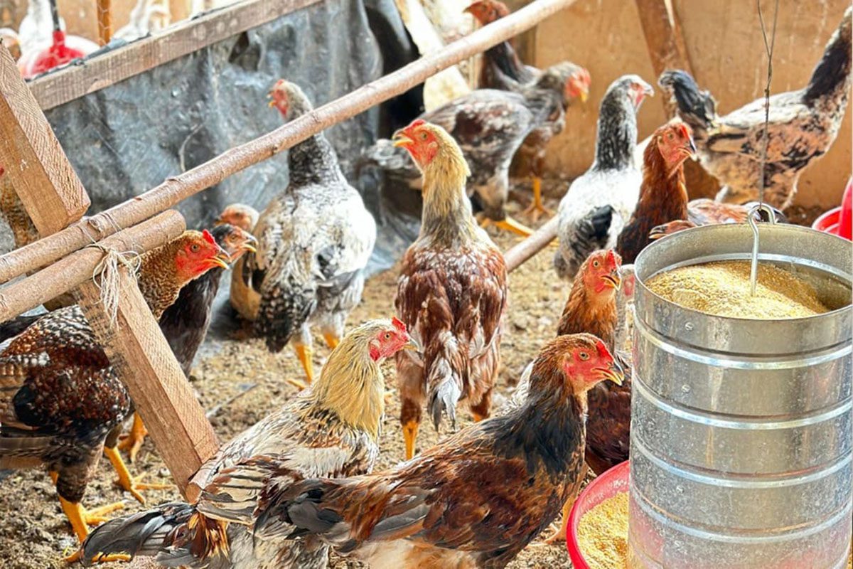Prevenção à gripe aviária será tema de debate na Comissão de Agricultura da Ales