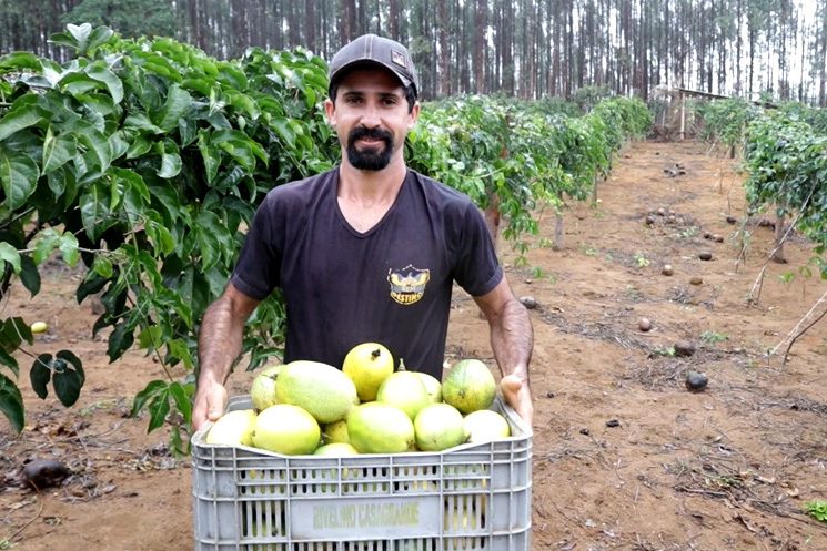 Projeto da Ales impulsiona colheita de maracujá na agricultura familiar do Espírito Santo