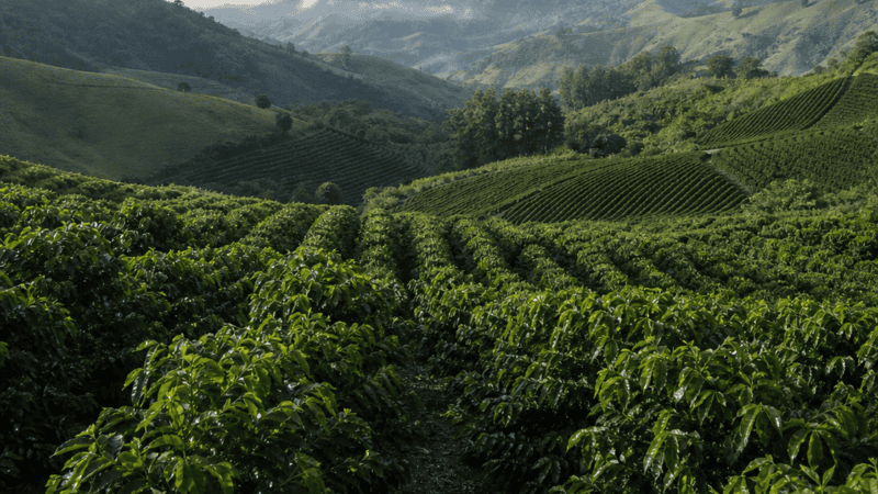 Governo do ES libera R$ 10 bilhões em crédito para o agro na safra 26/27