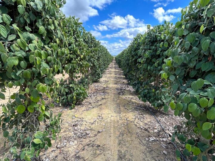 Fábrica de pimenta recebe R$ 45 milhões em São Mateus