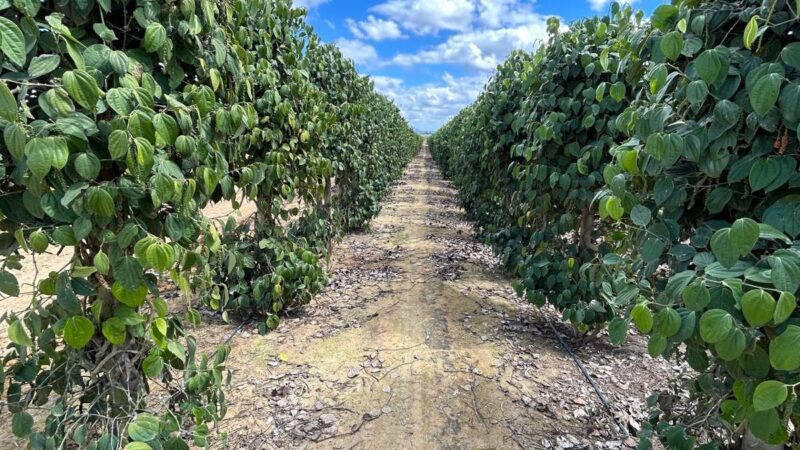 Fábrica de pimenta recebe R$ 45 milhões em São Mateus