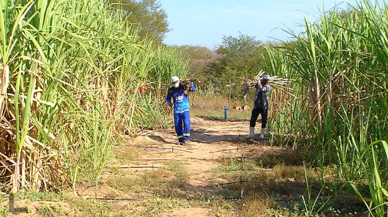 Governo anuncia subsídio para produtores de cana do Nordeste