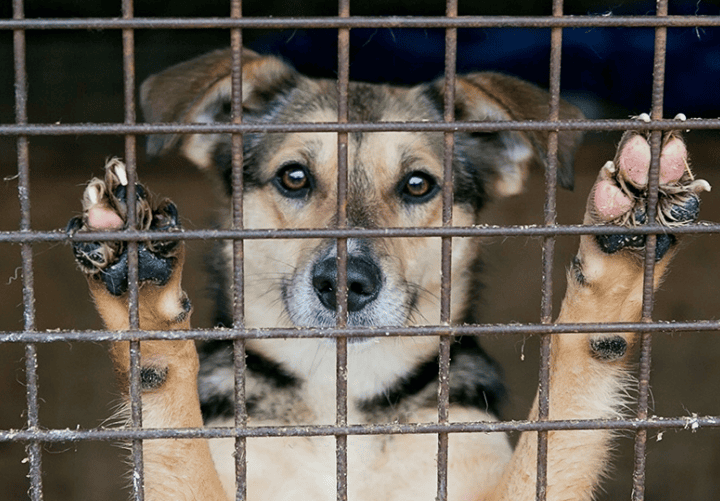 Câmara de Vitória aprova projeto que responsabiliza agressores de animais