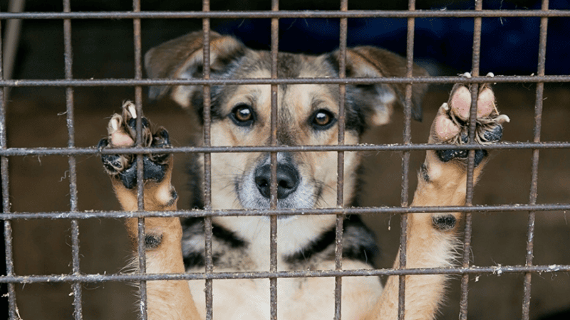 Câmara de Vitória aprova projeto que responsabiliza agressores de animais