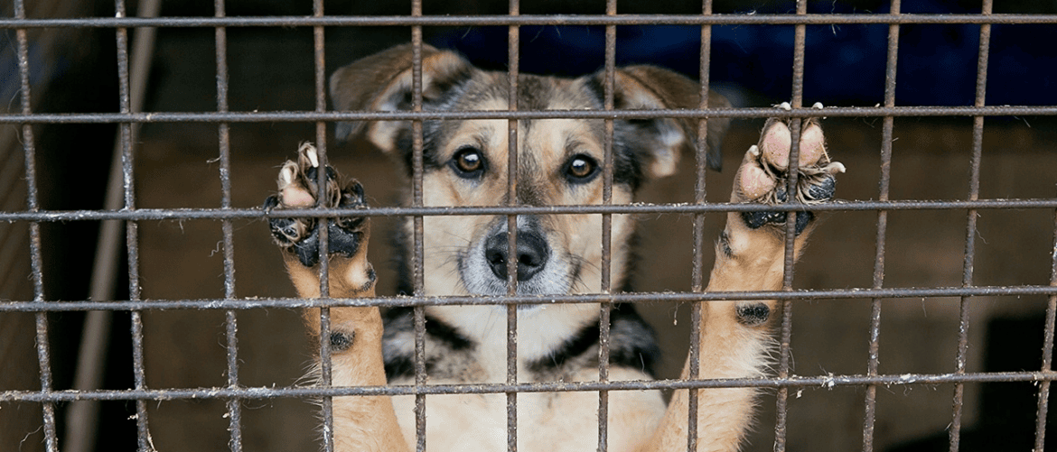 Câmara de Vitória aprova projeto que responsabiliza agressores de animais