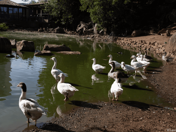 MPES vistoria Pedra da Cebola e avalia TAC por maus-tratos a animais