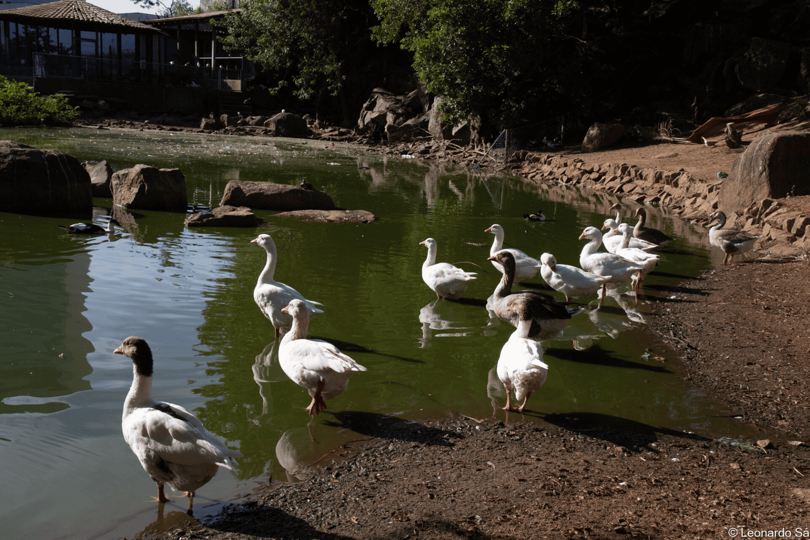 MPES vistoria Pedra da Cebola e avalia TAC por maus-tratos a animais