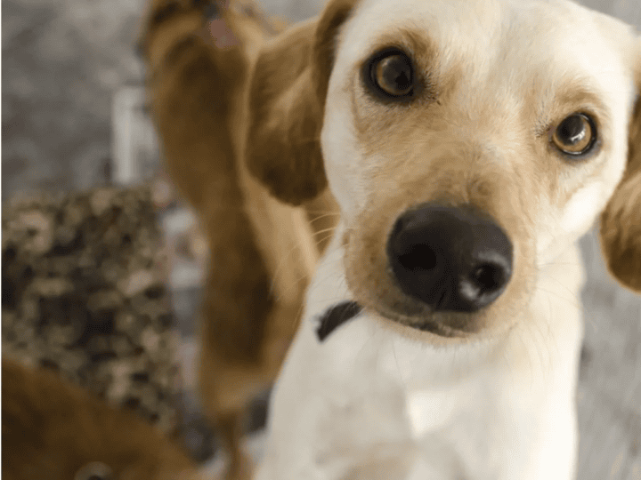 Câmara de Vitória aprova protocolo para resgate de animais em calamidades