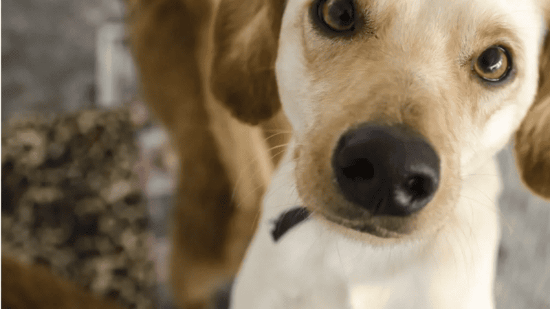 Câmara de Vitória aprova protocolo para resgate de animais em calamidades