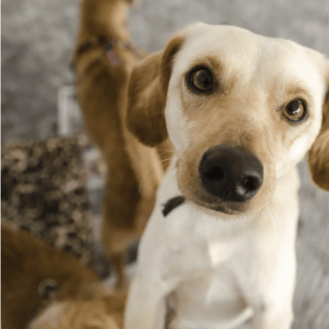 Câmara de Vitória aprova protocolo para resgate de animais em calamidades