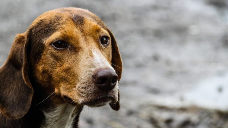 Projeto de Lei assegura acolhimento de cães em abrigos