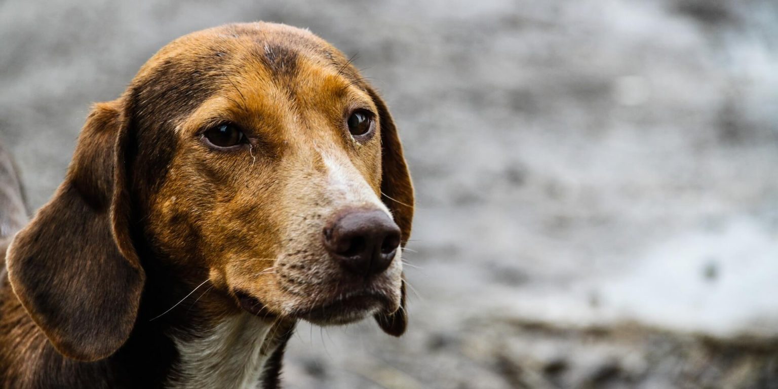 Projeto de Lei assegura acolhimento de cães em abrigos