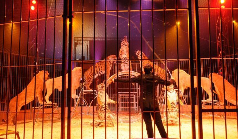 Projeto que tramita na Câmara prevê prisão para donos de circo que usarem animais