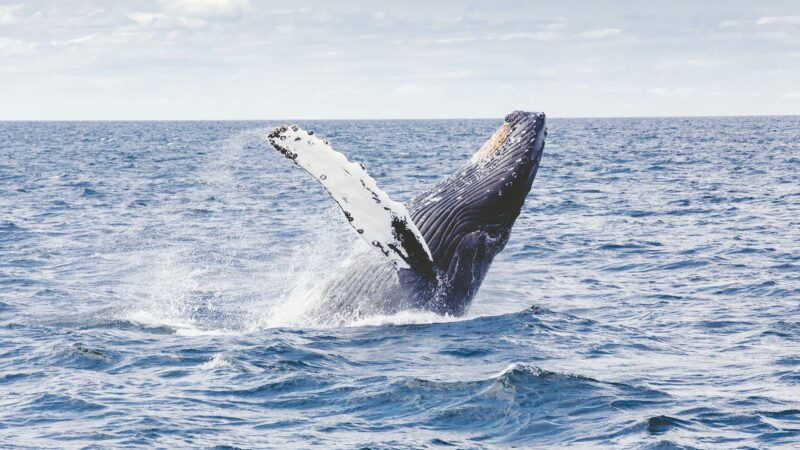 Baleias jubarte: começa a temporada de passeios para ver os animais