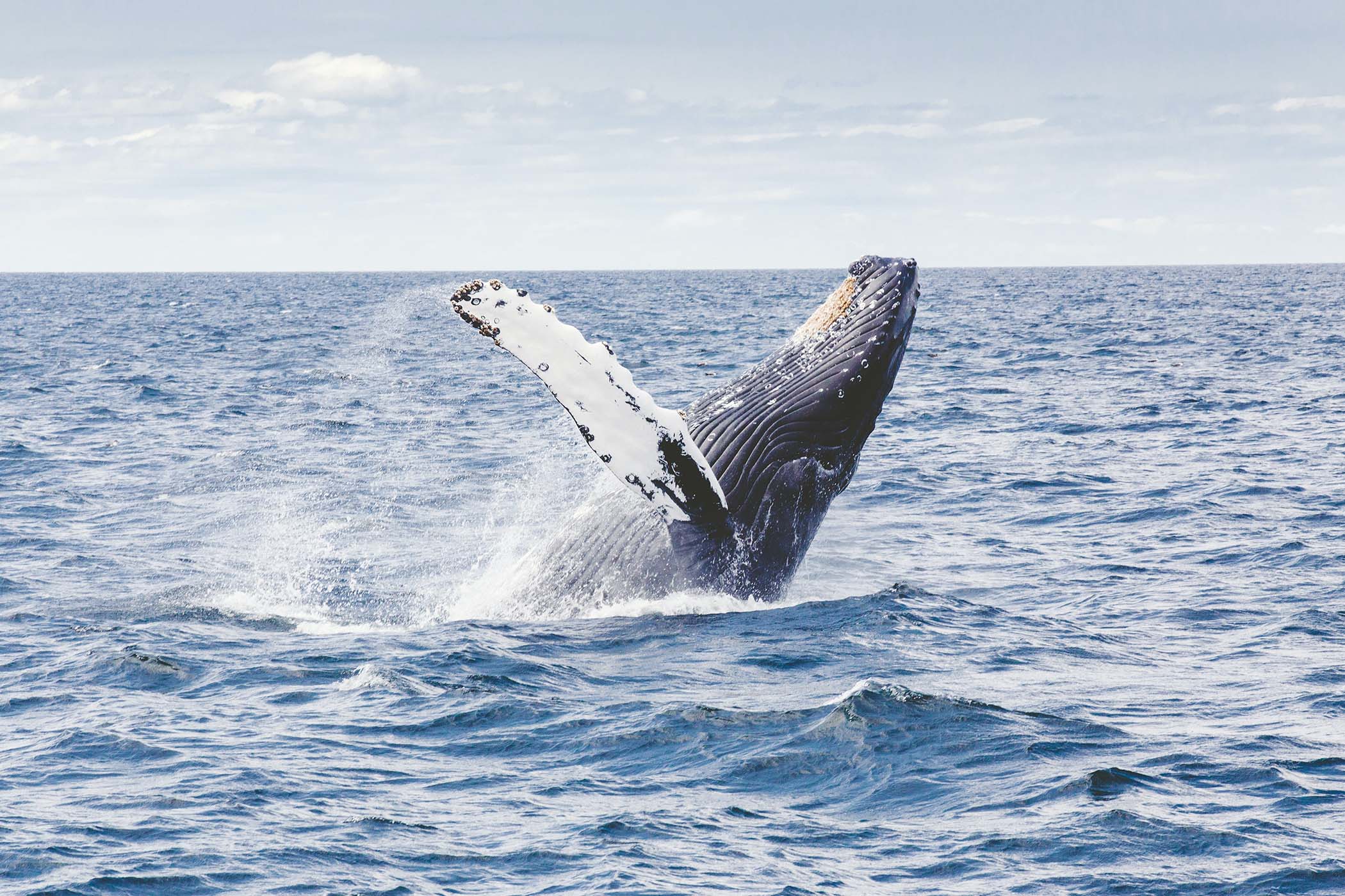 Baleias jubarte: começa a temporada de passeios para ver os animais
