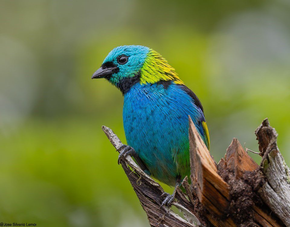 Reserva Biológica Duas Bocas promove a ciência cidadã através da atividade de ‘Observação de Aves’