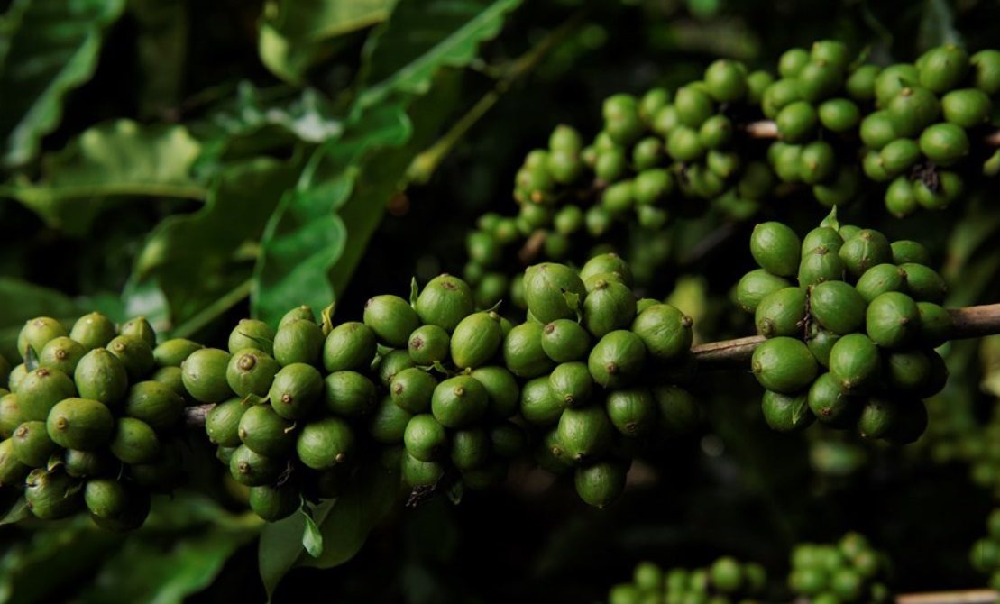 Inscrições abertas para curso gratuito sobre produção de café em Laranja da Terra