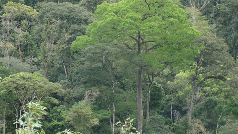 Governo cria novo fundo para meio ambiente