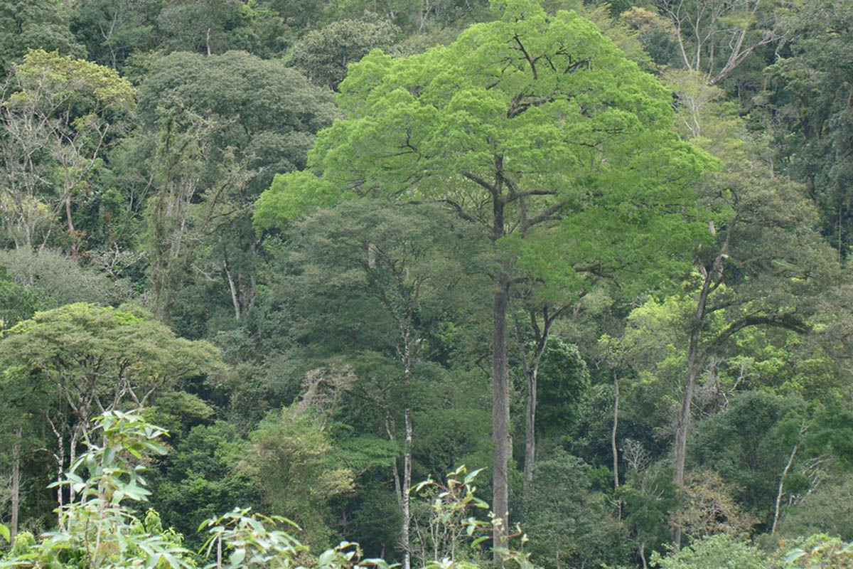 Governo cria novo fundo para meio ambiente